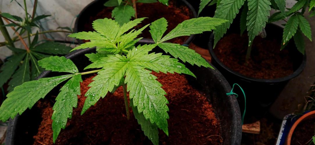 Z ( Zkittlez )  Auto kannabia. Week 2