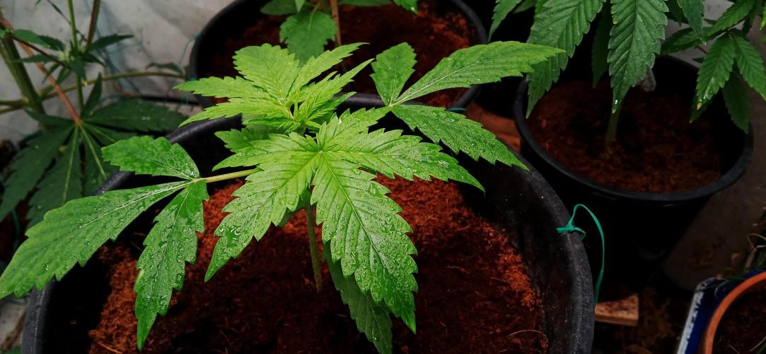 Z ( Zkittlez )  Auto kannabia. Week 2