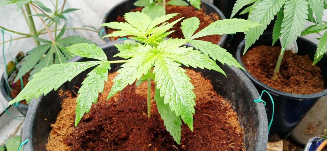 Z ( Zkittlez )  Auto kannabia. Week 2