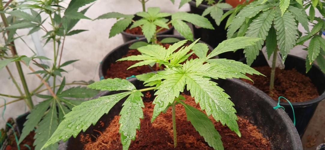 Z ( Zkittlez )  Auto kannabia. Week 2