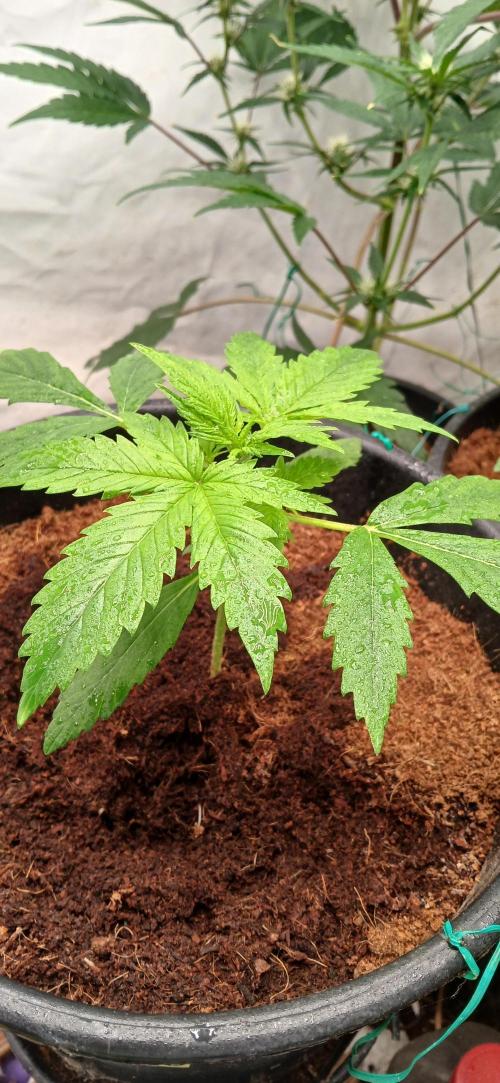Z ( Zkittlez )  Auto kannabia. Week 2