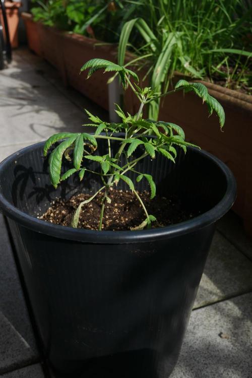 Sour J. Auto. Week 7