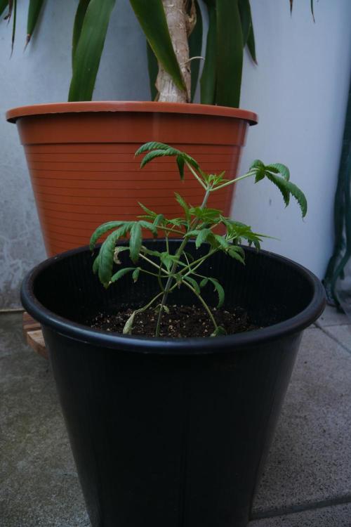 Sour J. Auto. Week 7