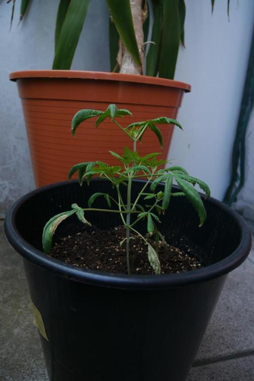 Sour J. Auto. Week 7