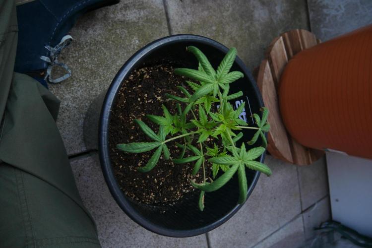 Sour Jealousy Auto. Week 7