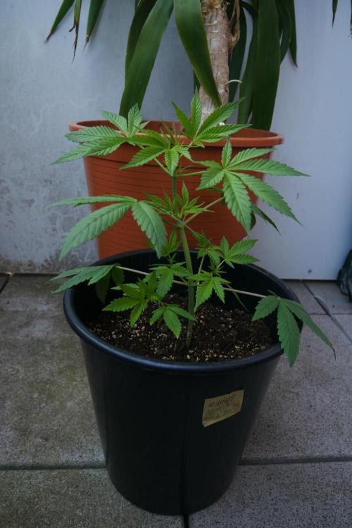 Midnight 🌌 Moonshine  🌛 Auto. Week 7