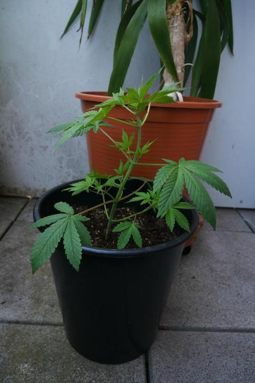 Midnight 🌌 Moonshine  🌛 Auto. Week 7