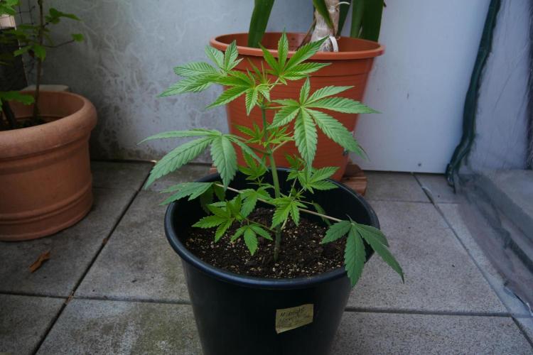 Midnight 🌌 Moonshine  🌛 Auto. Week 7