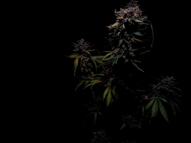 Banana Guava Auto. Week 11
