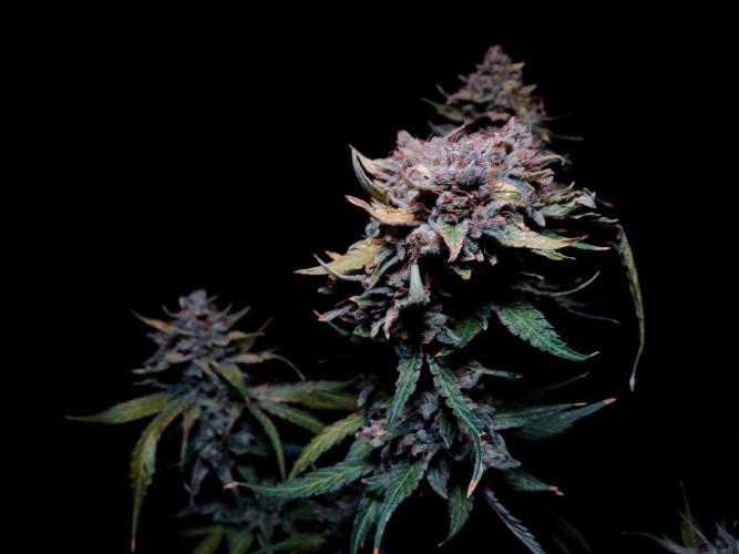 Banana Guava Auto. Week 11