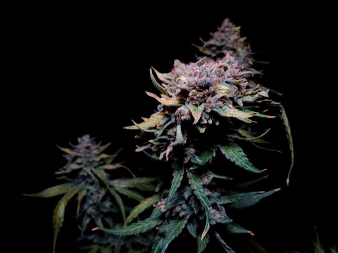 Banana Guava Auto. Week 11