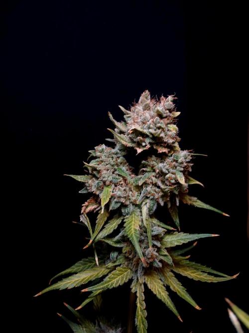 Banana Guava Auto. Week 11