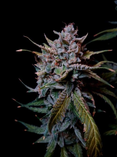 Banana Guava Auto. Week 11