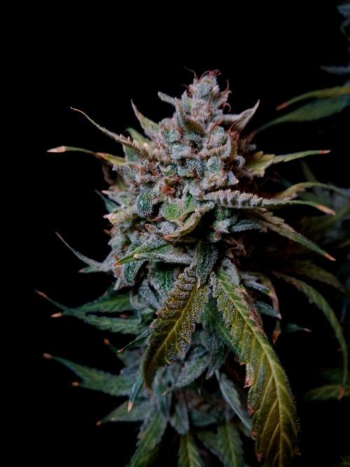 Banana Guava Auto. Week 11