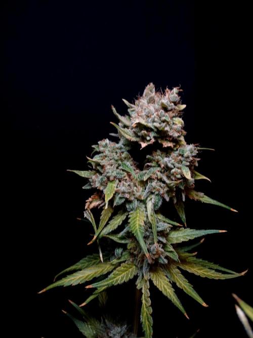 Banana Guava Auto. Week 11