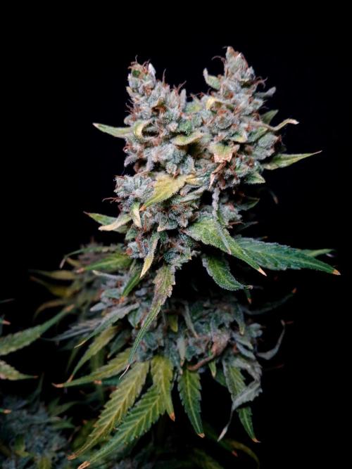 Banana Guava Auto. Week 11