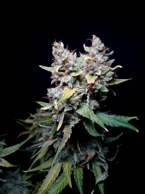Banana Guava Auto. Week 11
