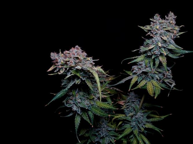 Banana Guava Auto. Week 11