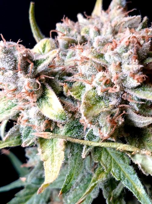 Banana Guava Auto. Week 11