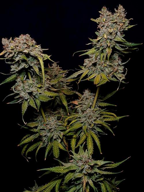Banana Guava Auto. Week 11