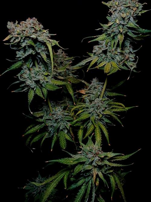 Banana Guava Auto. Week 11