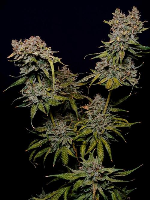 Banana Guava Auto. Week 11