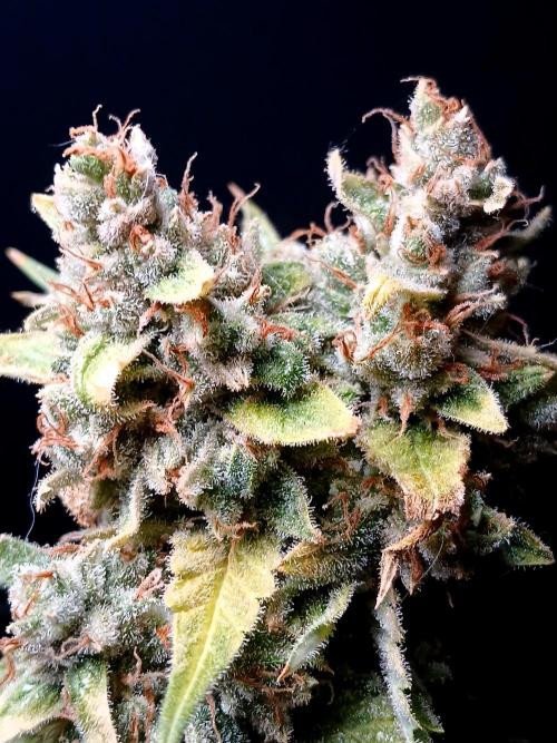 Banana Guava Auto. Week 11