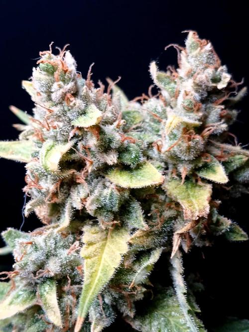 Banana Guava Auto. Week 11