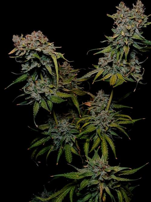 Banana Guava Auto. Week 11