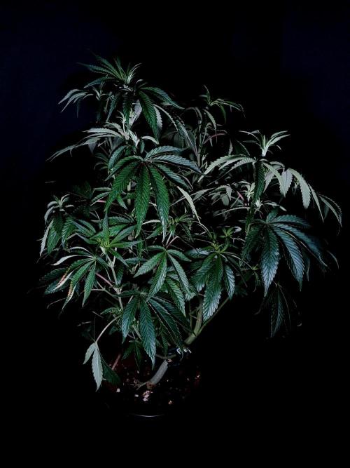 Z 42. Week 5