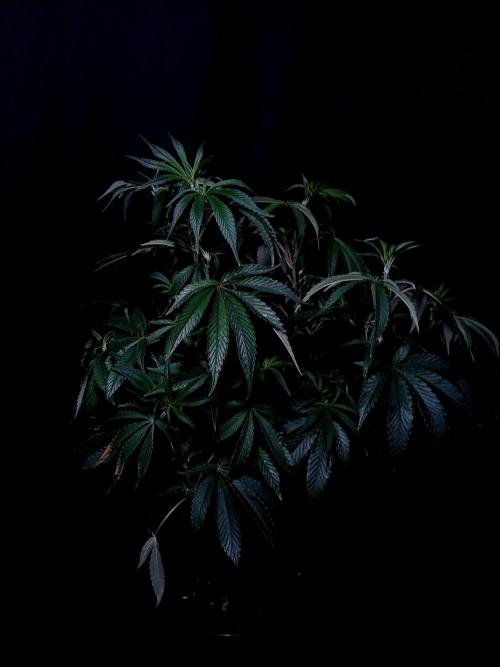 Z 42. Week 5