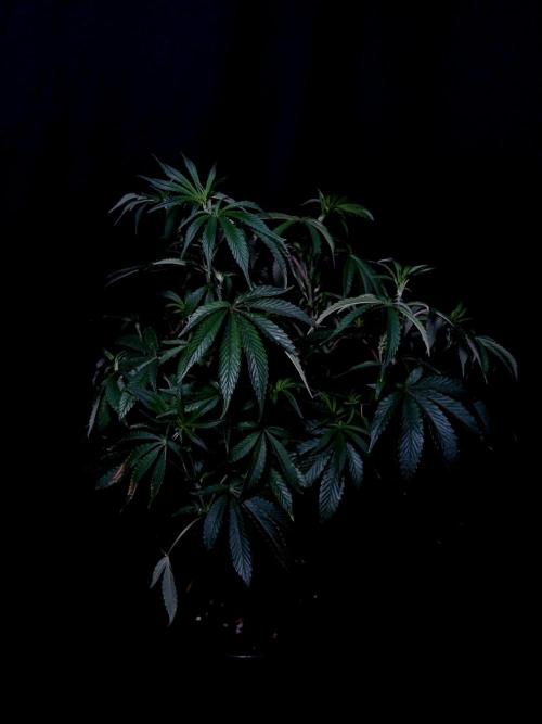 Z 42. Week 5