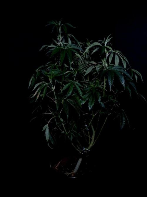 Z 42. Week 5
