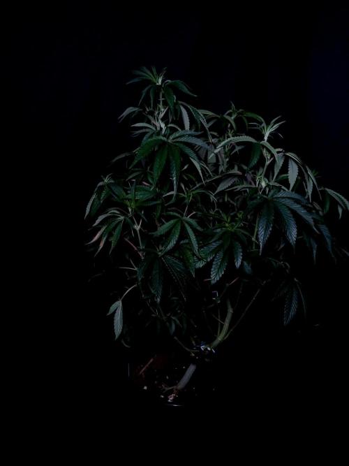 Z 42. Week 5