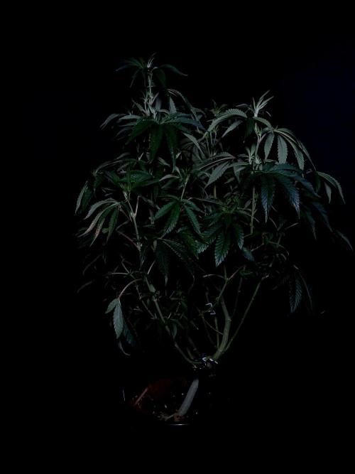 Z 42. Week 5