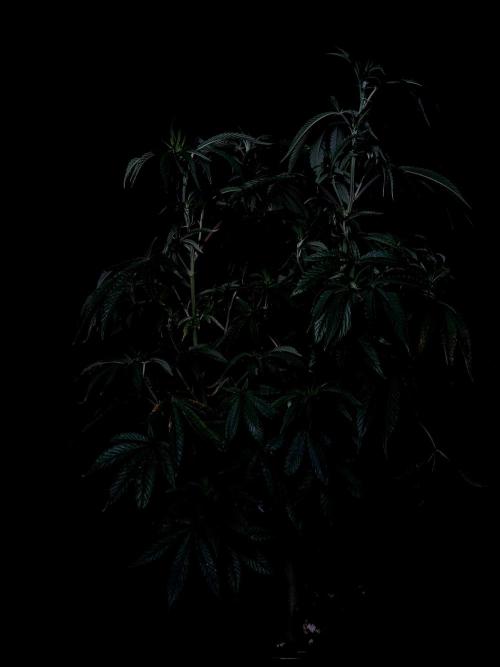 Z 42. Week 5