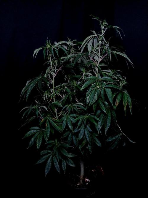 Z42. Week 5
