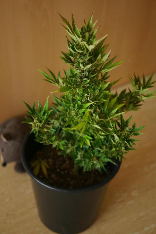 Midnight 🌌 Moonshine  🌛 Auto. Week 8