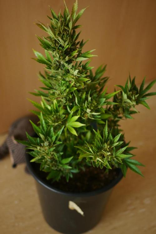 Midnight 🌌 Moonshine  🌛 Auto. Week 8