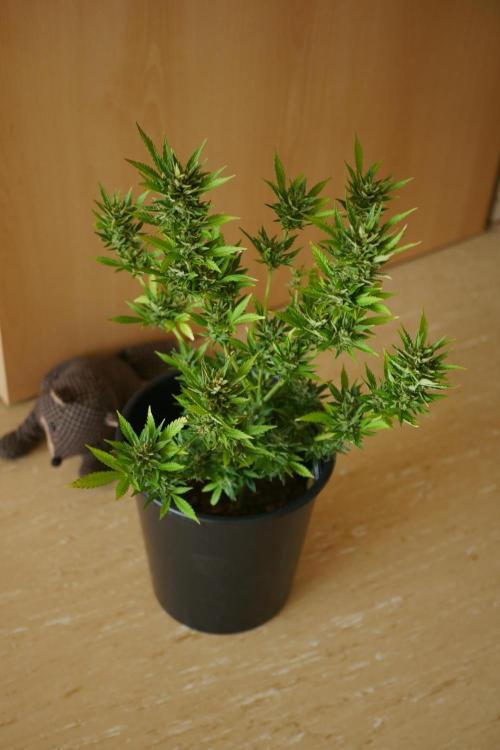 Sour J. Auto. Week 10