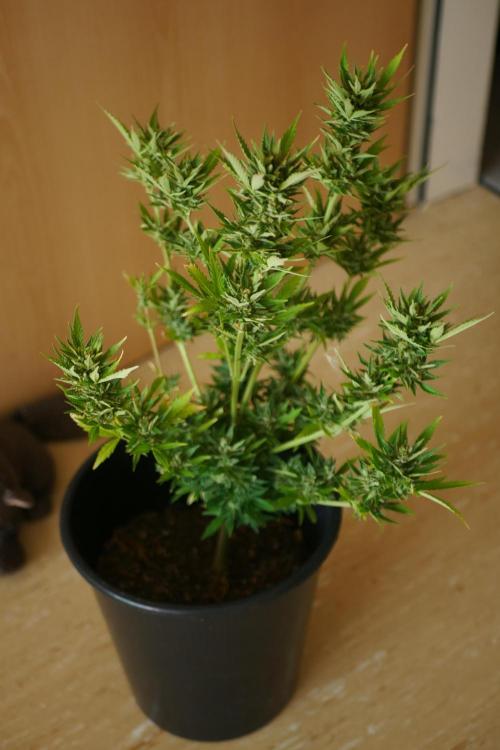 Sour J. Auto. Week 10