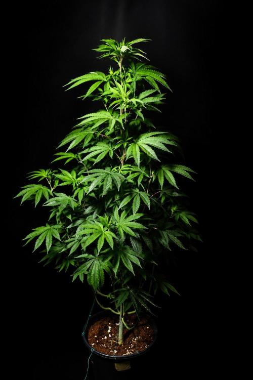 Papaya - Gary Payton. Week 8