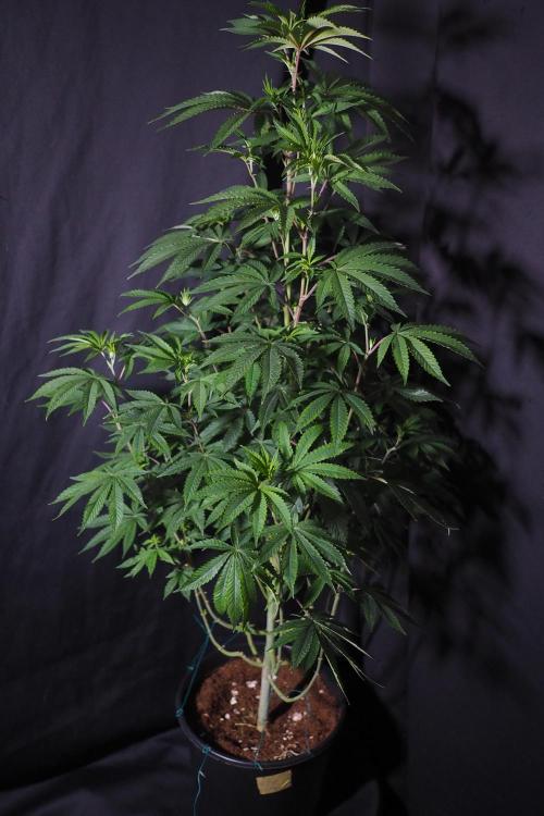 Papaya - Gary Payton. Week 8