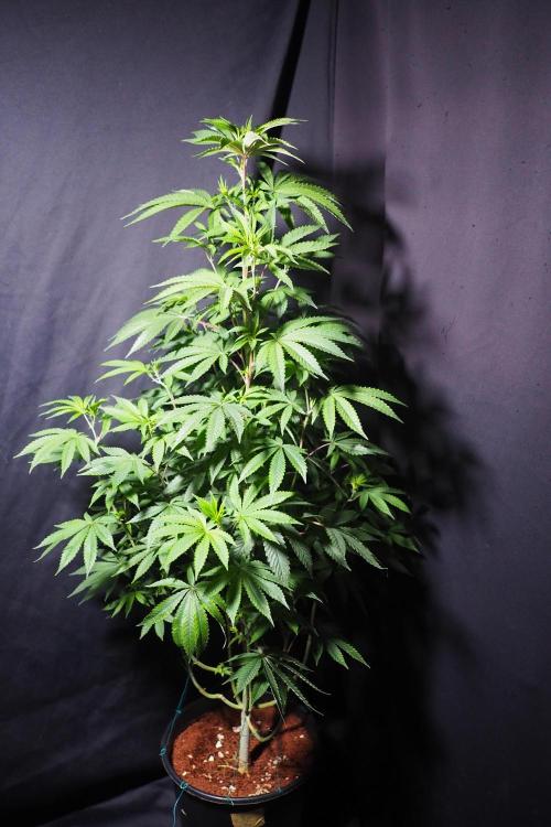 Papaya - Gary Payton. Week 8
