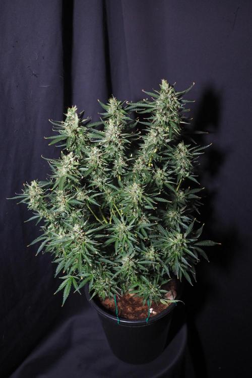 Z ( Zkittlez )  Auto kannabia. Week 10