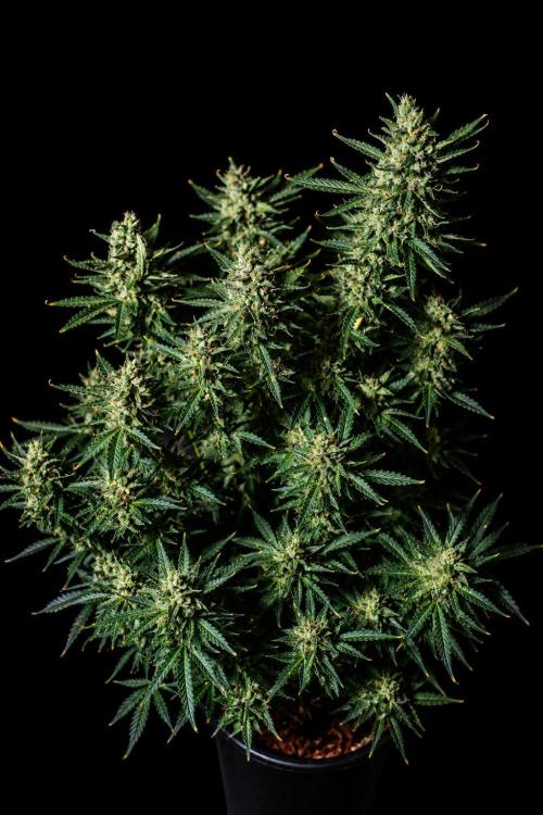 Z ( Zkittlez )  Auto kannabia. Week 10