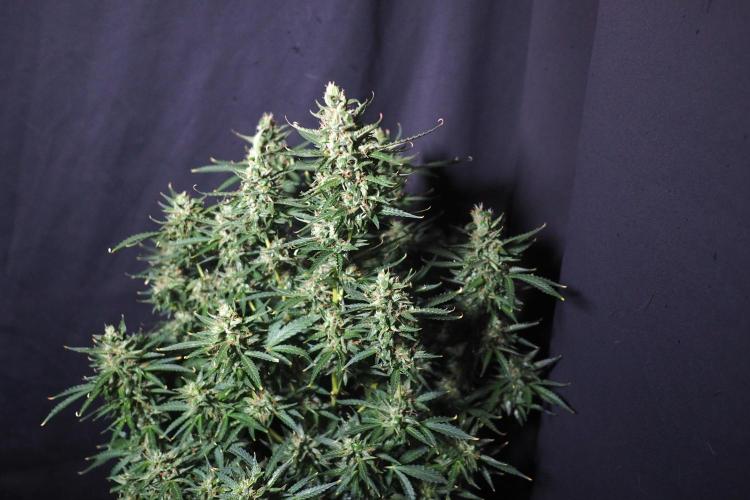 Z ( Zkittlez )  Auto kannabia. Week 10