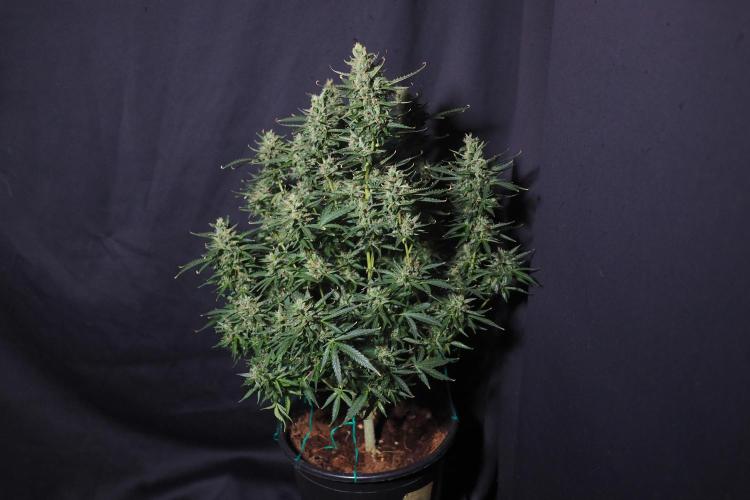 Z ( Zkittlez )  Auto kannabia. Week 10