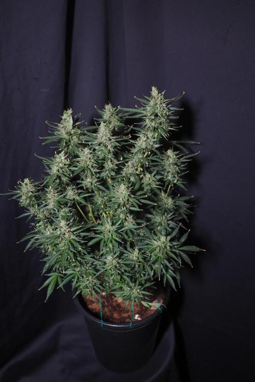 Z ( Zkittlez )  Auto kannabia. Week 10