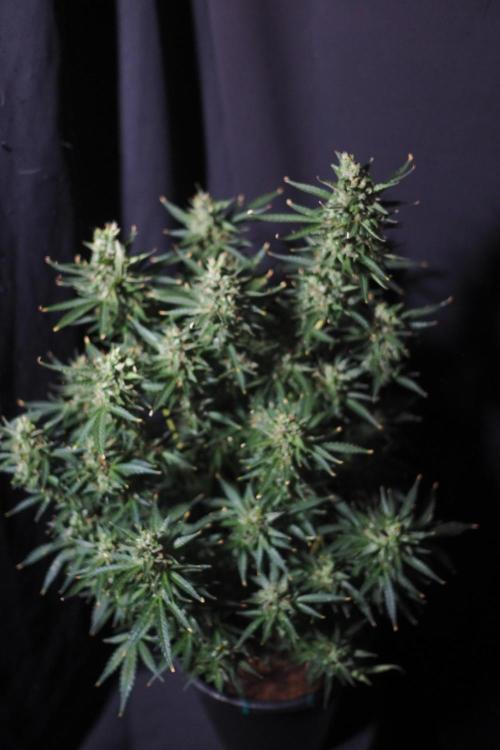 Z ( Zkittlez )  Auto kannabia. Week 10